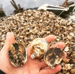 Eastern Bays Oyster Company